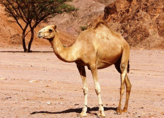 أنا حوا