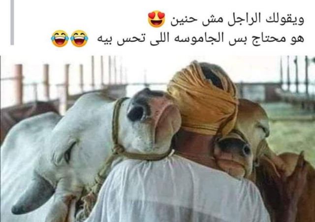 أنا حوا