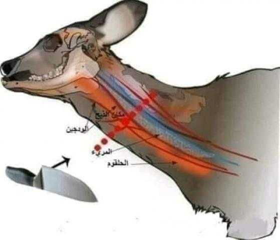 لماذا يكون  ذبح  الاضخية على الطريقة الإسلامية ..اعرف السبب علميا