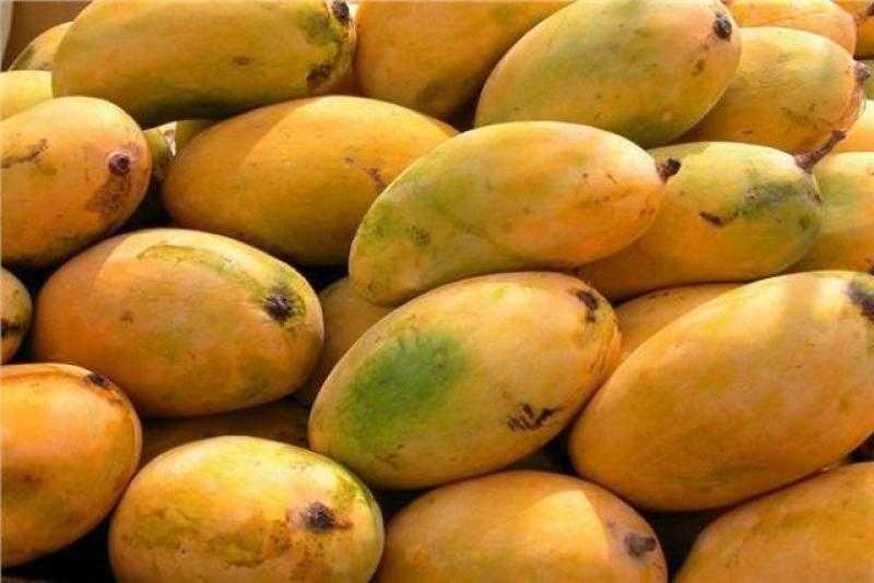 أسعار المانجو اليوم السبت 23 سبتمبر 2023
