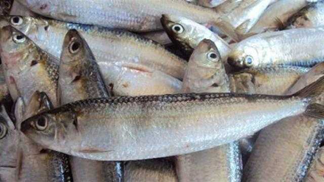 أسعار الأسماك اليوم الأحد 23 يناير 2022
