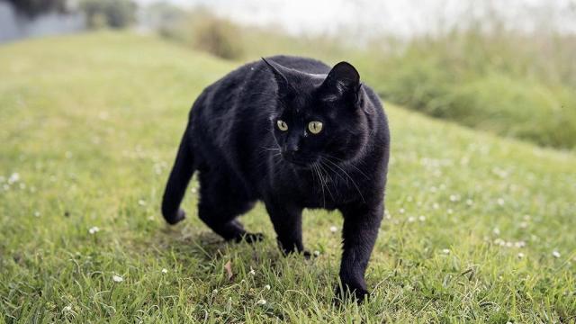 القطة السوداء