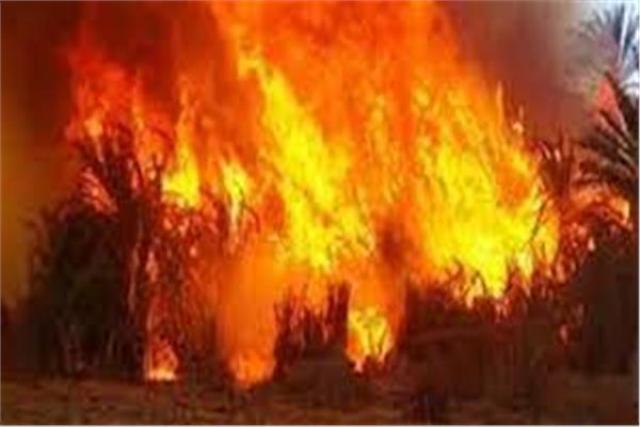 خصومة ثأرية.. نشوب حريق ضخم بإحدى الأراضي الزراعية في أسيوط
