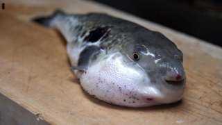 ”سمكة الأرنب”.. الصحة تحذر من أخطر أنواع الأسماك في العالم”قاتلة ومميتة”