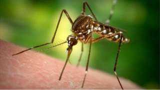 فيروس غرب النيل ينتقل من البعوض إلى الإنسان بشكل مباشر