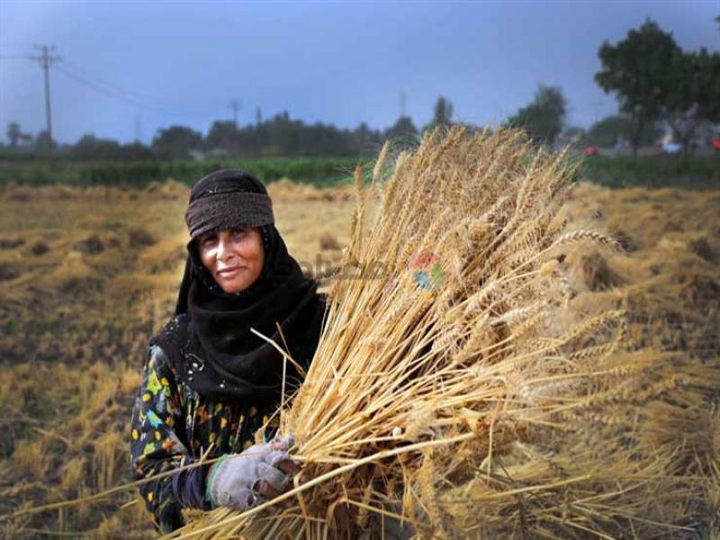 مشاركة النساء في الزراعة