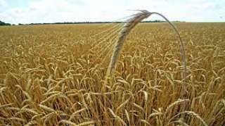 وزير الزراعة: مصر من أعلى دول العالم في متوسط إنتاج القمح لـ الفدان الواحد