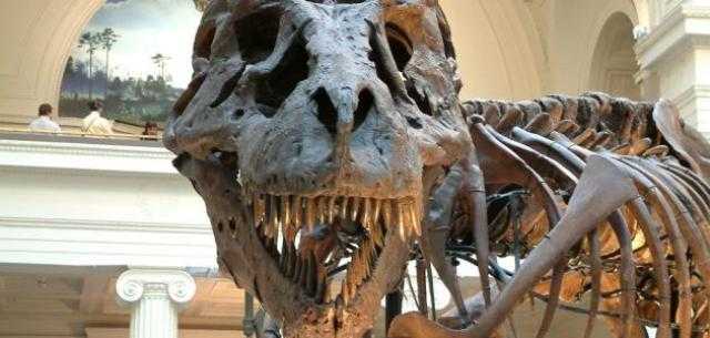 عمره 230 مليون عام.. اكتشاف أقدم أحفورة ديناصور في القارة السمراء