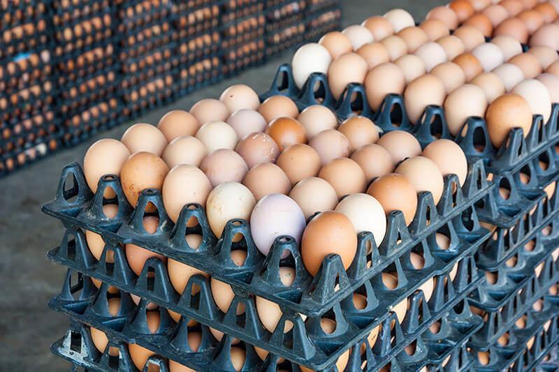 سعر كرتونة البيض بالمجمعات الاستهلاكية