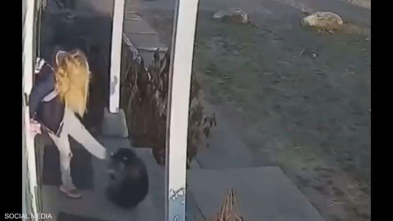 حيوان الراكون يهاجم الطفلة