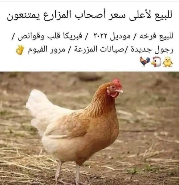 ”كوميكس“.. فرخة موديل 2022 فبريكا قلب وقوانص.. البيع لأعلى سعر