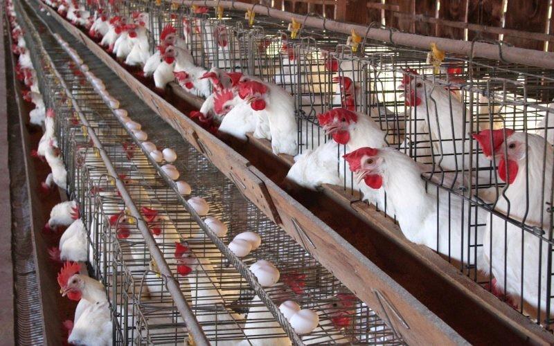 «استعدادًا لرمضان».. وزارة الزراعة تعلن طرح 1000 طن دواجن بتخفيضات 20% في السوق