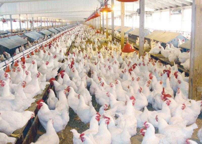 بشرى سارة.. طرح 100 ألف طن فراخ مجمدة بتخفيضات 35%