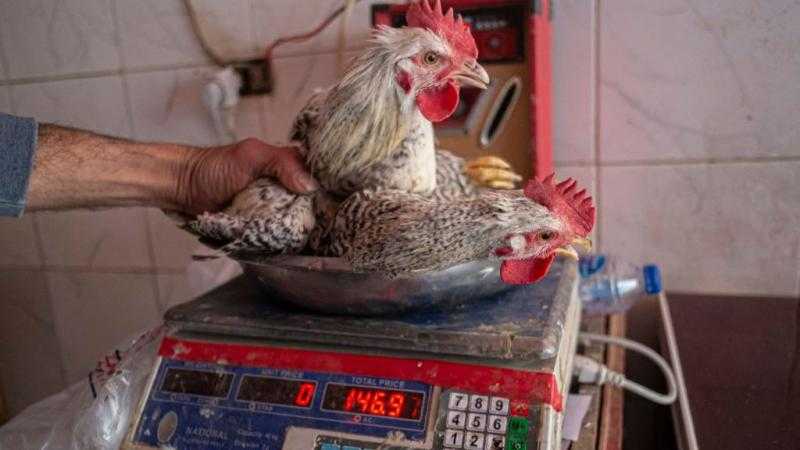 عشان العزومات.. قرار حكومي جديد بشأن مواعيد عمل محلات الدواجن في رمضان