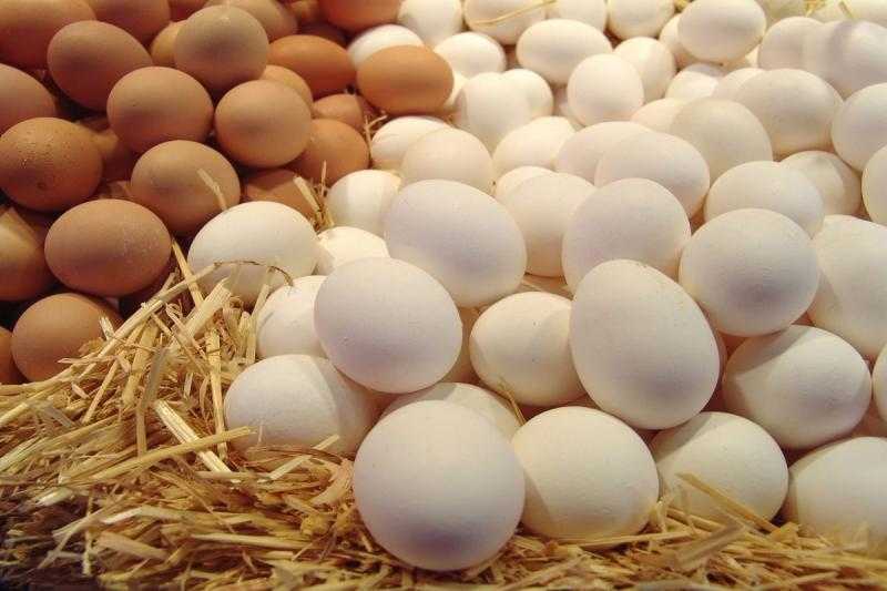 هبوط جديد.. أسعار البيض اليوم الثلاثاء 30 مايو 2023