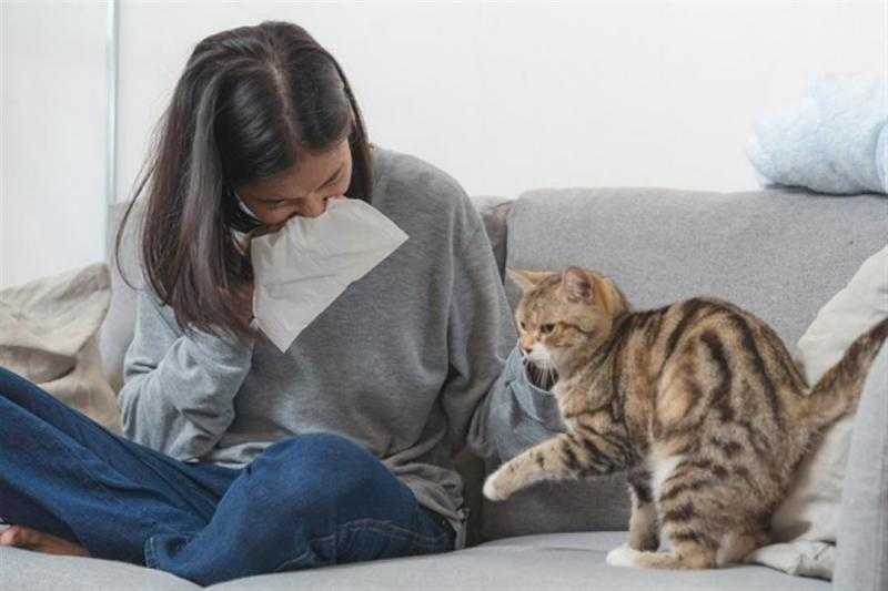 هل تصاب الفتيات بحساسية القطط؟.. أبحاث علمية تُجيب
