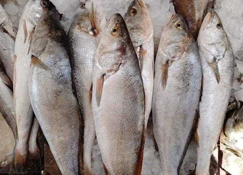 أسعار الأسماك اليوم الأربعاء 7 يونيو في سوق العبور