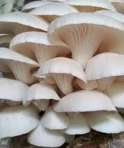 المشروم المحاري