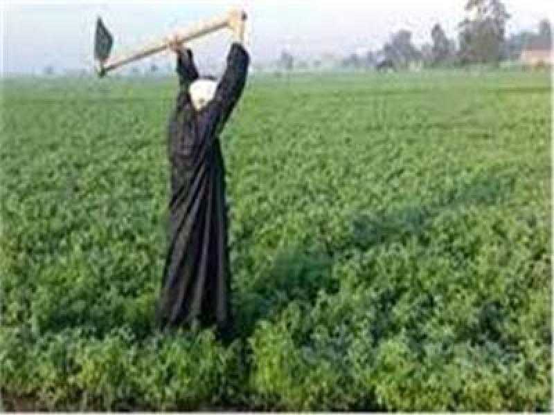 عيد الفلاح الـ 71 .. احتفال بالتاريخ وتقدير للدور المهم