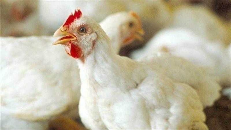 أسعار الدواجن اليوم السبت 23 سبتمبر 2023