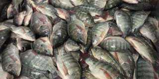 أسعار الأسماك اليوم السبت 2 مارس 2024