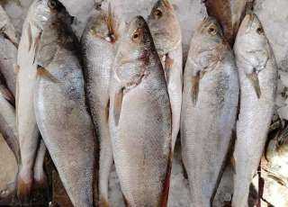 أسعار الأسماك اليوم الجمعة 19 أبريل 2024