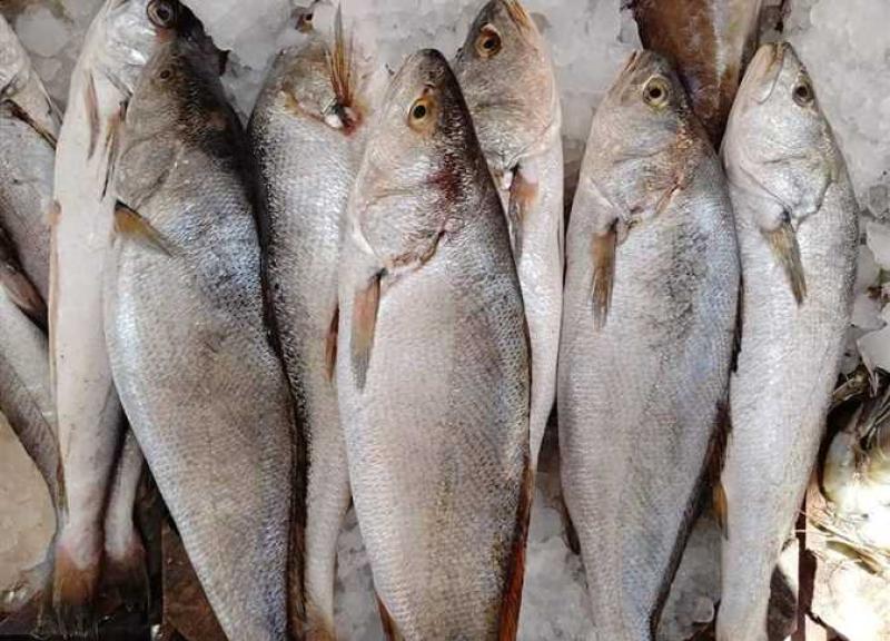 أسعار الأسماك اليوم الأحد 21 أبريل 2024