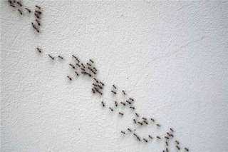 لربات البيوت.. علاجات منزلية للتخلص من النمل الأبيض في المنزل