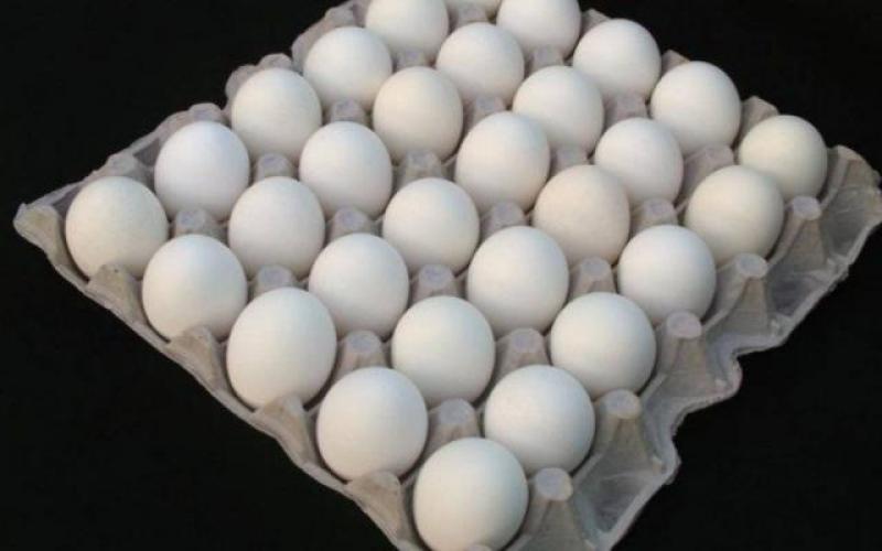 أسعار البيض اليوم السبت 8 يونيو 2024
