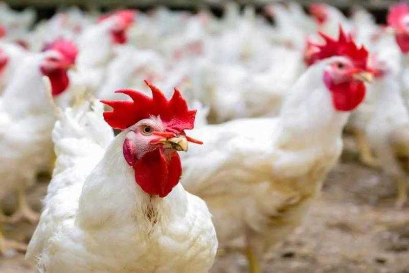 تعرفي علي تفسير حلم رؤية ”الدجاج ” في المنام