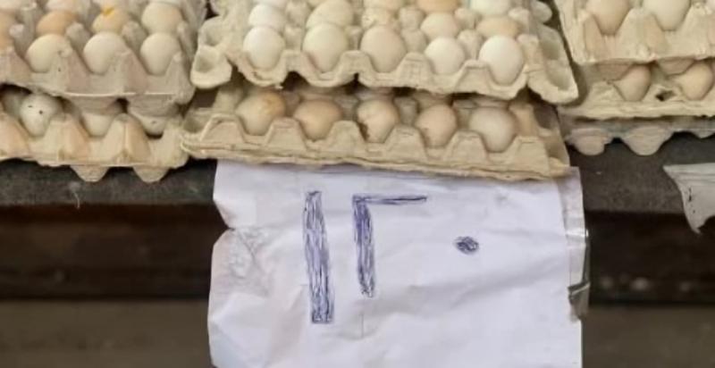طرح كرتونة البيض البلدى بـ120 جنيهًا فى معرض محافظة الجيزة للسلع بالمنيب