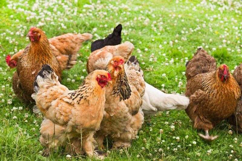 تقلبات أسعار الدواجن، أرقام جديدة تُثير انتباه المستهلكين في مصر