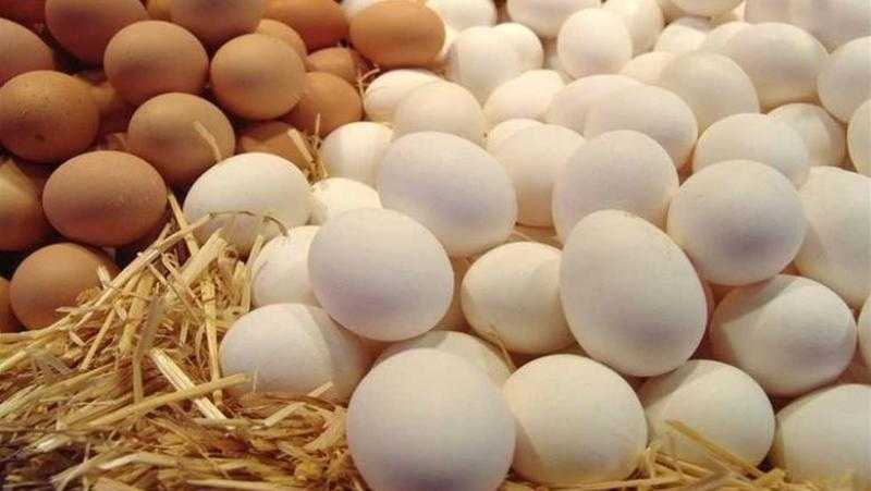 أسعار البيض تتراجع 45% وكرتونة البيض دون 100 جنيه، شعبة الدواجن توضح