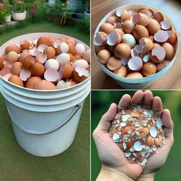 قشور البيض كنز مخفي.. 15 استخدامًا مذهلًا سيغير منزلك وحديقتك للأفضل