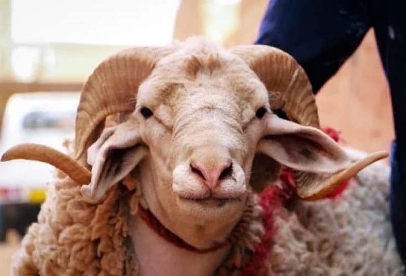 الأضحية