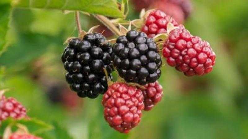 سموزي التوت.. مشروب صيفي منعش يمكنك تحضيره بسهولة في المنزل