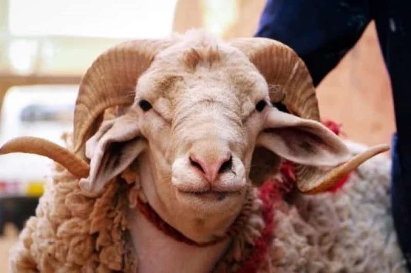 خروف العيد