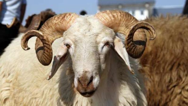 تفسير حلم ذبح الخروف في عيد الأضحى، دلالات نفسية وروحية