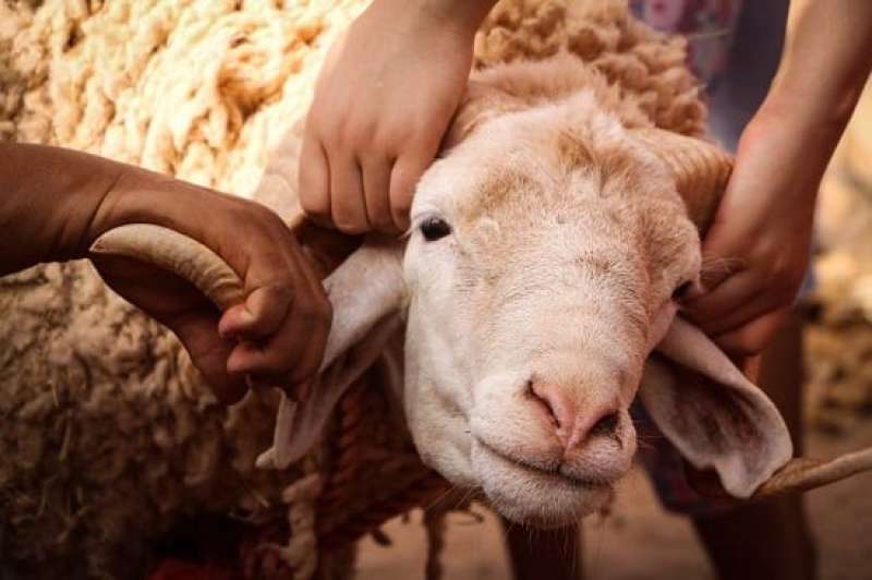 أضحية العيد