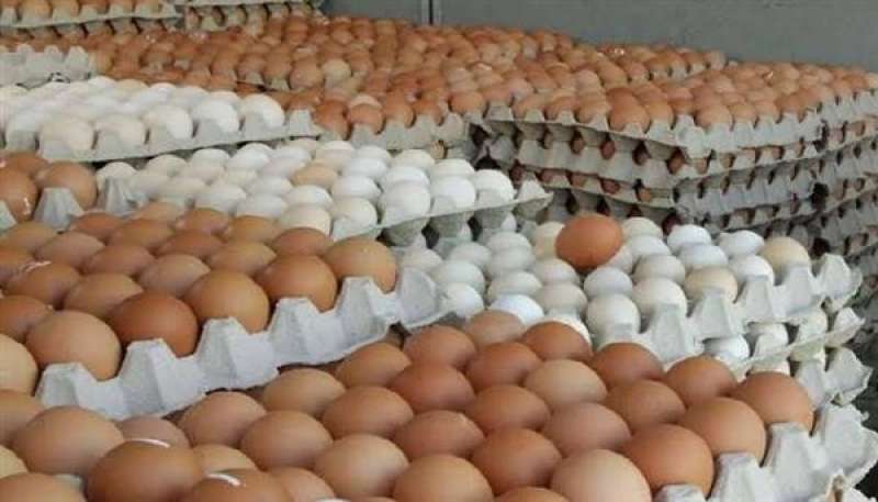 استقرار أسعار البيض في مصر اليوم