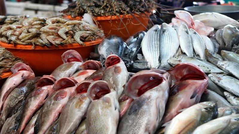 أسعار الأسماك في مصر اليوم