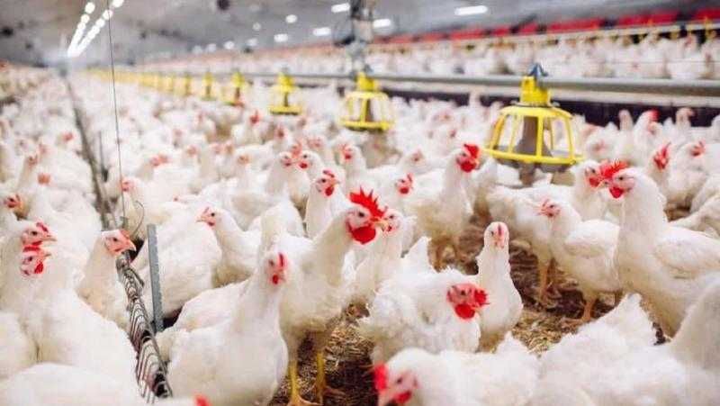 ارتفاع ملحوظ في أسعار الدواجن في مصر اليوم