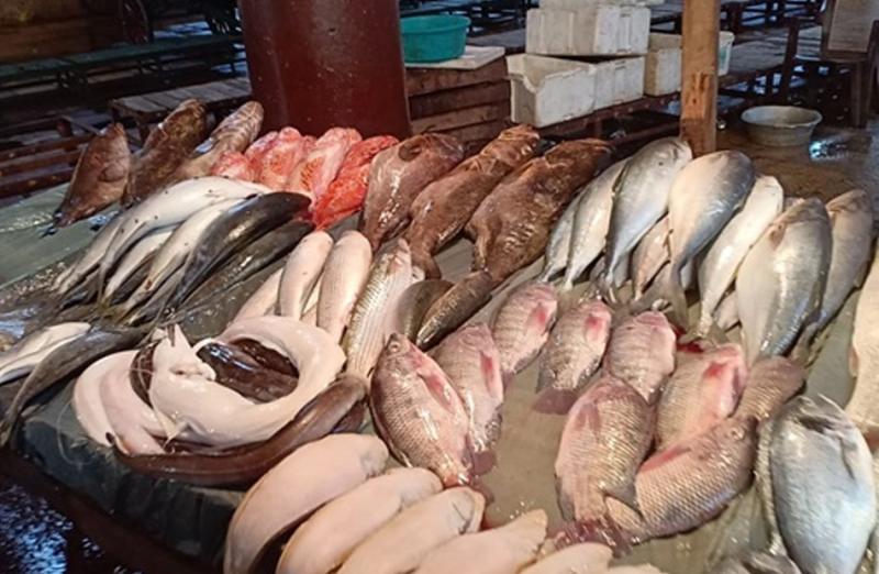قفزة غير مسبوقة في أسعار الأسماك بمصر، البلطي والبوري في صدارة الزيادة