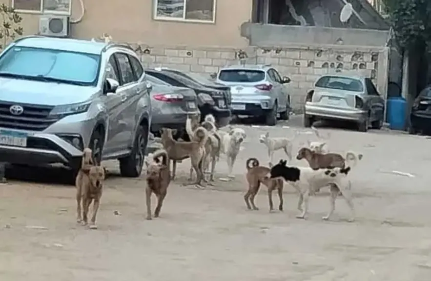  الكلاب الضالة