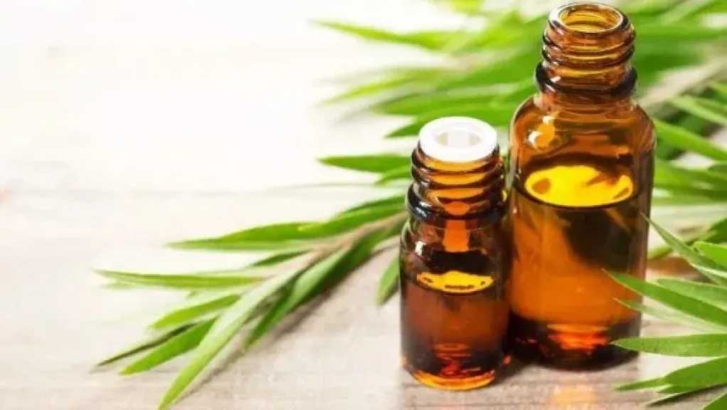 زيت الجوجوبا.. سر جمال المرأة وحلول فعّالة للعناية بالبشرة