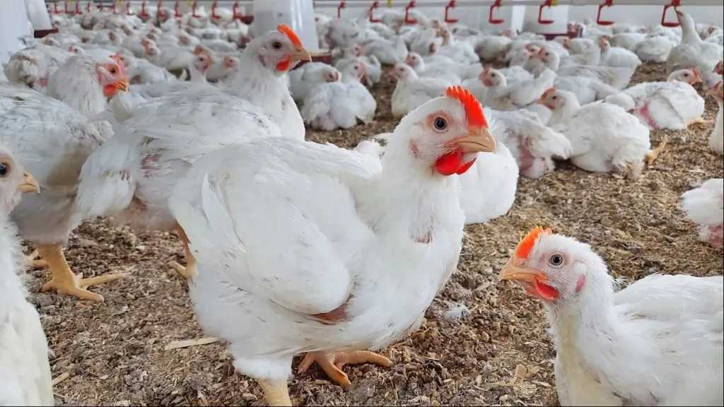 استقرار أسعار الدواجن في الأسواق المصرية