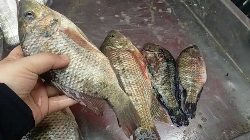 أسعار الأسماك اليوم في سوق العبور .. استقرار ملحوظ أسعار الأسماك اليوم في سوق العبور .. استقرار ملحوظ