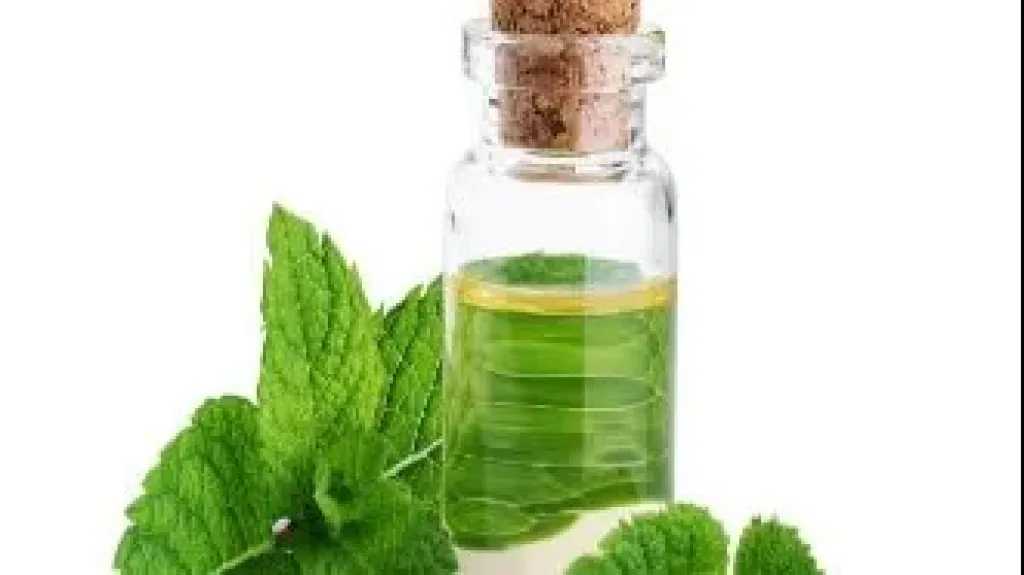 زيت النعناع.. صديقة المرأة للحفاظ على صحة الجهاز التنفسي وتحسين التنفس زيت النعناع.. صديقة المرأة للحفاظ على صحة الجهاز التنفسي وتحسين التنفس