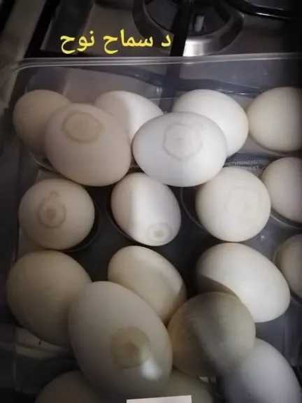 احمي أسرتكِ.. خطأ شائع ترتكبه ربات المنازل يعرضهن للتسمم الغذائي