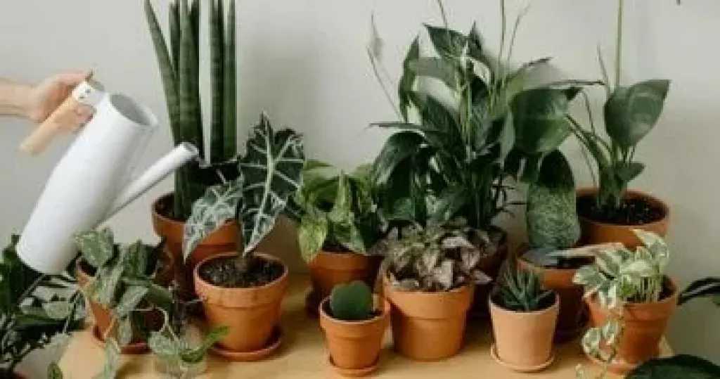 5 خطوات ذهبية للعناية بالنباتات المنزلية خلال فصل الشتاء